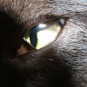 Meet your Posher, Stygian